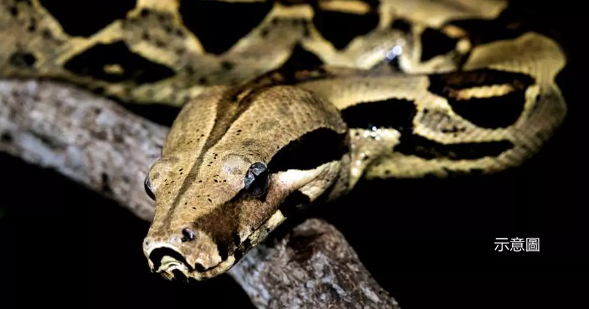 自稱蛇類專家！美國女家中獨自餵近4米「寵物蟒蛇」慘遭勒死