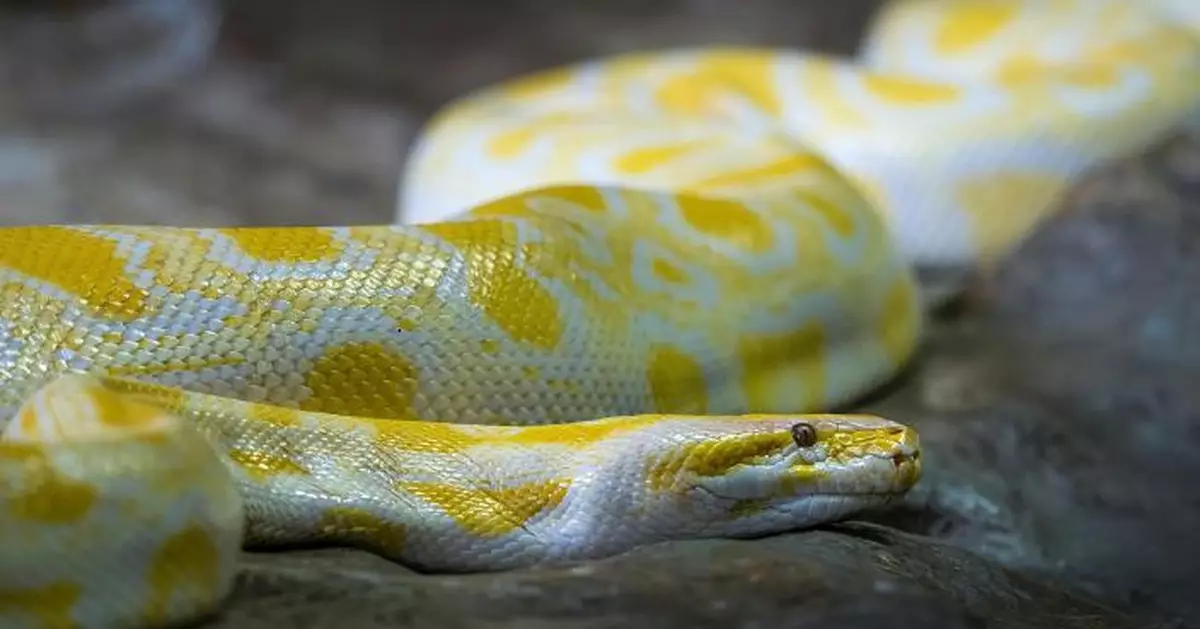 蟒蛇血液助人類減肥？研究：pTOS分子可抑制食慾　1個月減9%體重