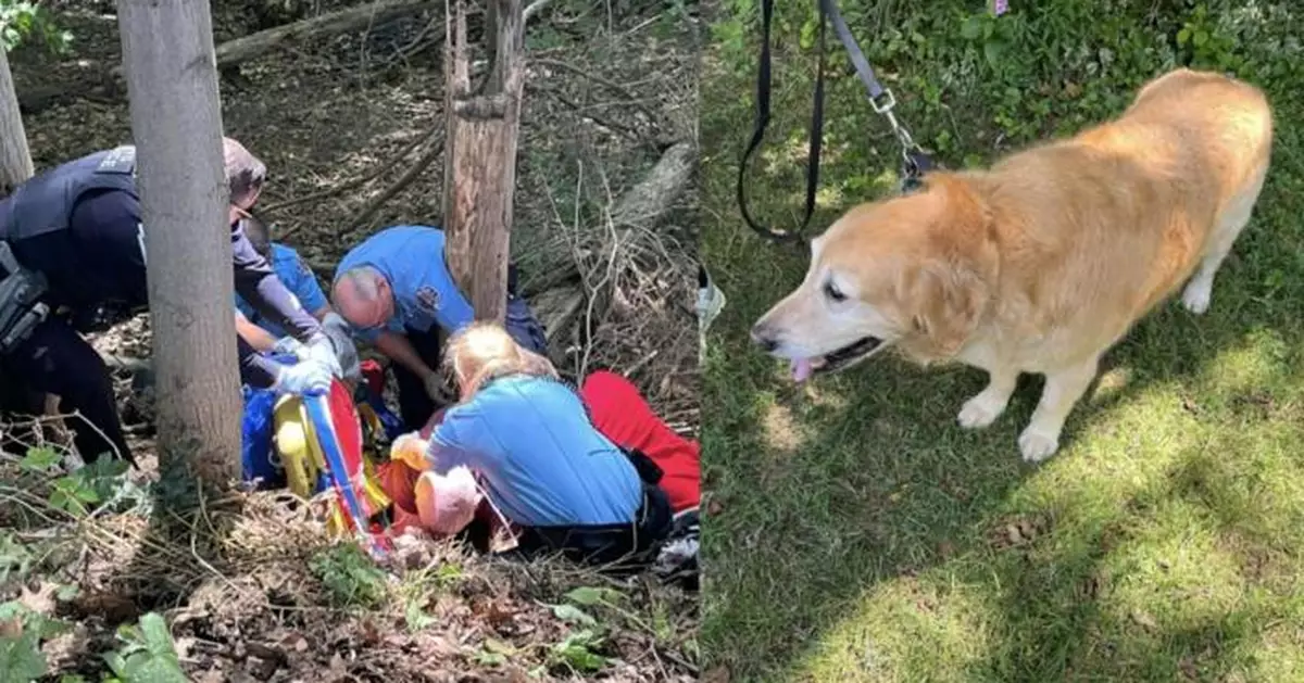 飼主不幸摔落6米山坡受困 醒目金毛「到鄰居家求救」助脫險！
