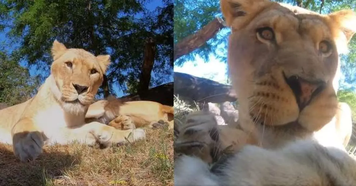 動物園獅子也懂自拍? 意外找到隱藏攝影機捕捉自己影像