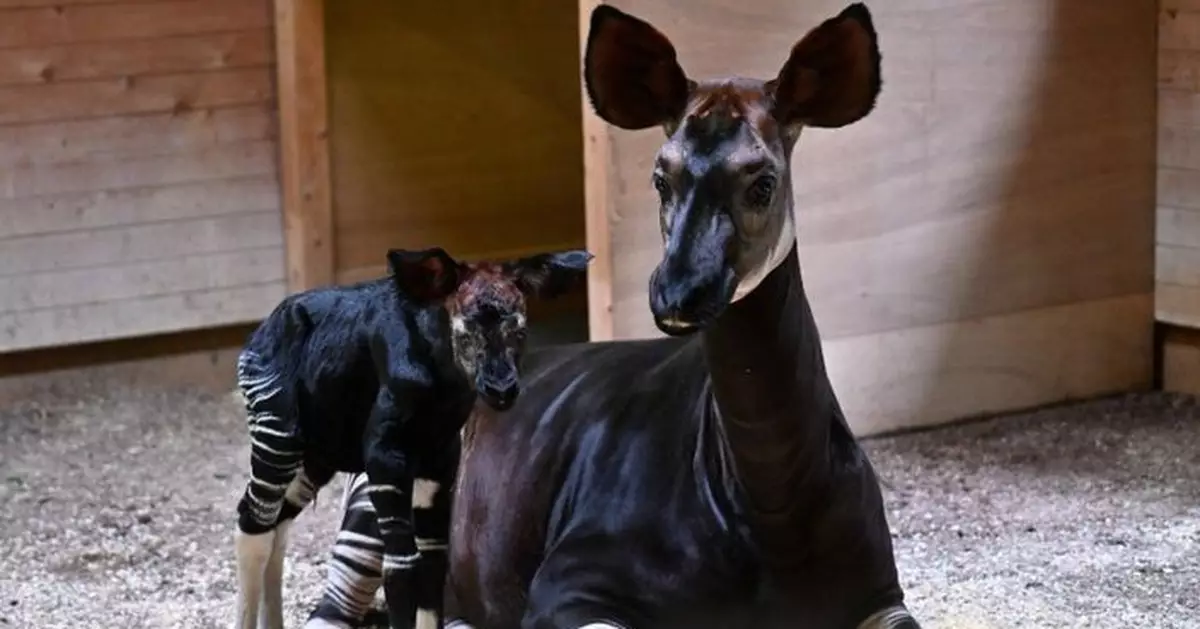 稀有動物「㺢㹢狓」誕下寶寶 橫濱動物園10年後再傳喜訊