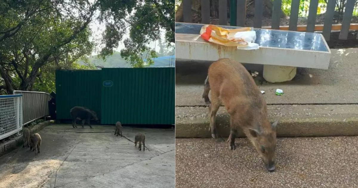 海洋公園驚現野豬爽嘆麥記唔怕人 網民：其他地方搵唔到食