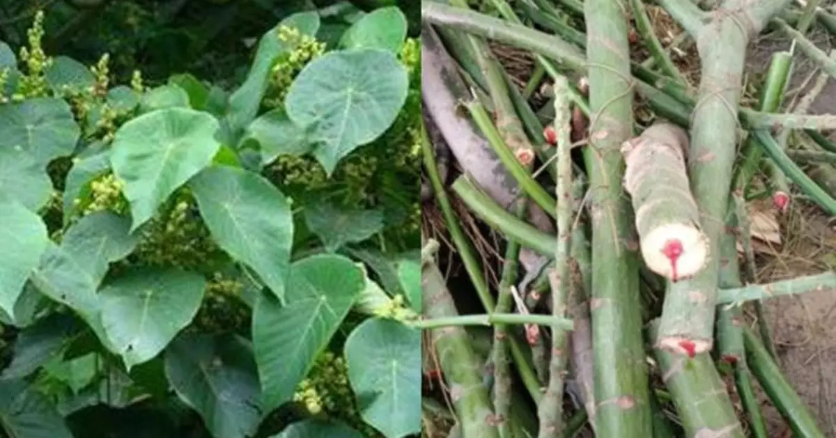 植物都會流血？台街頭現斷木流紅色汁液震驚民眾 真身原來係……