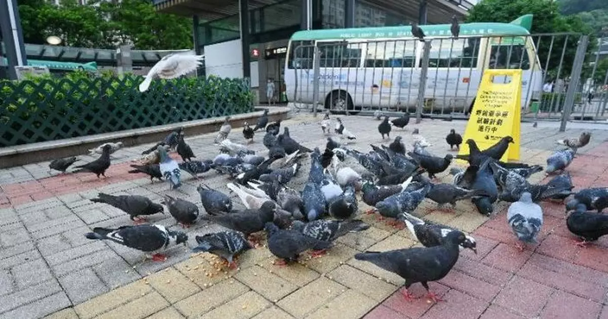 即日起非法餵飼野生動物或野鴿 漁護署將即時執法不作警告