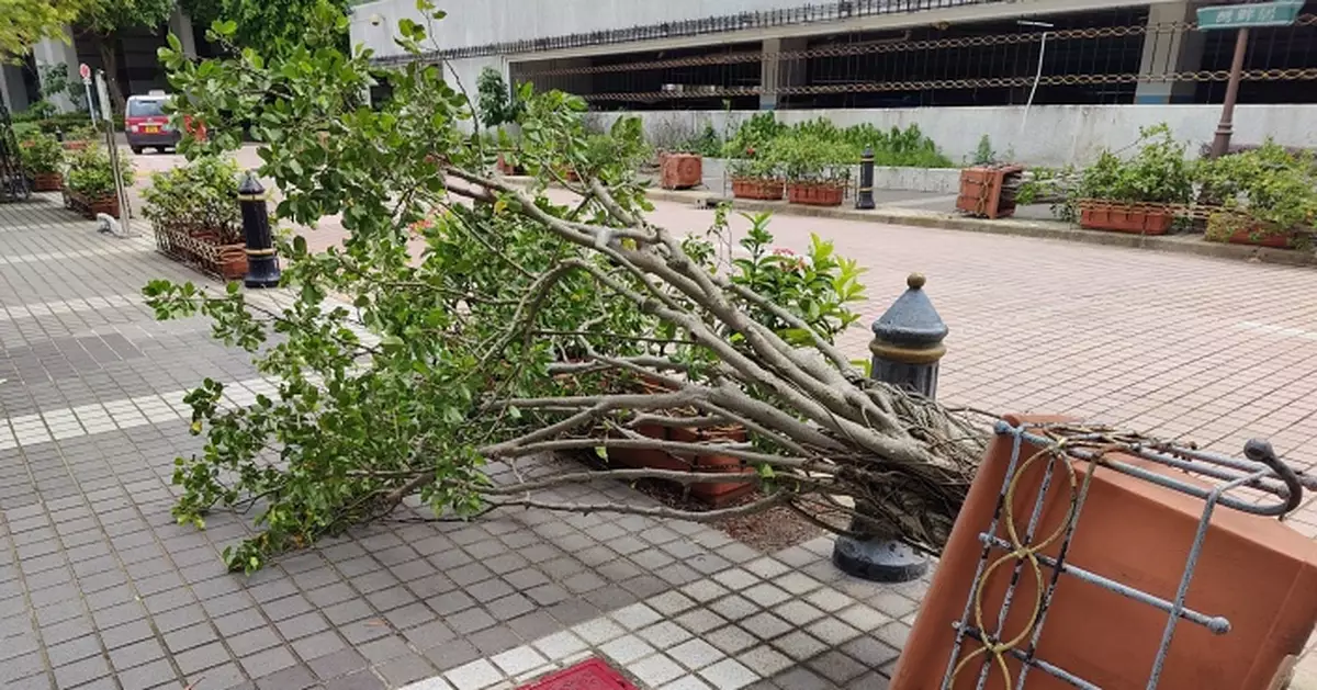 颱風摩羯｜ 截至早上8時 至少3人受傷  當局收48宗塌樹及1宗水浸