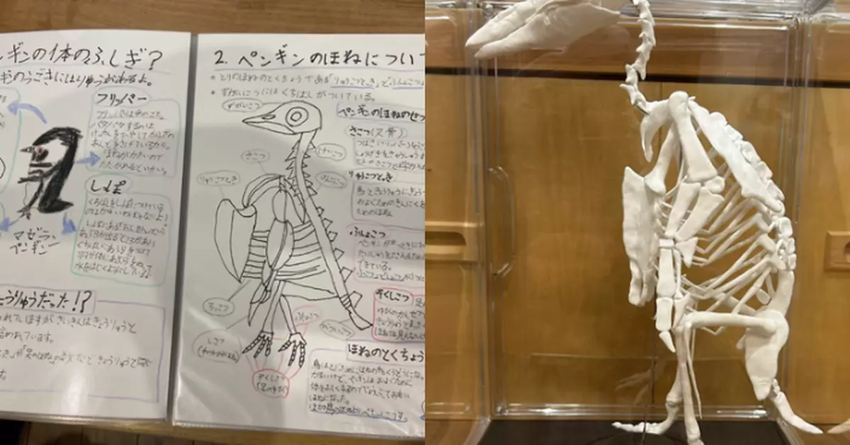 暑期功課研究企鵝 日小2女生以黏土巧製骨骼標本附10頁詳盡報告