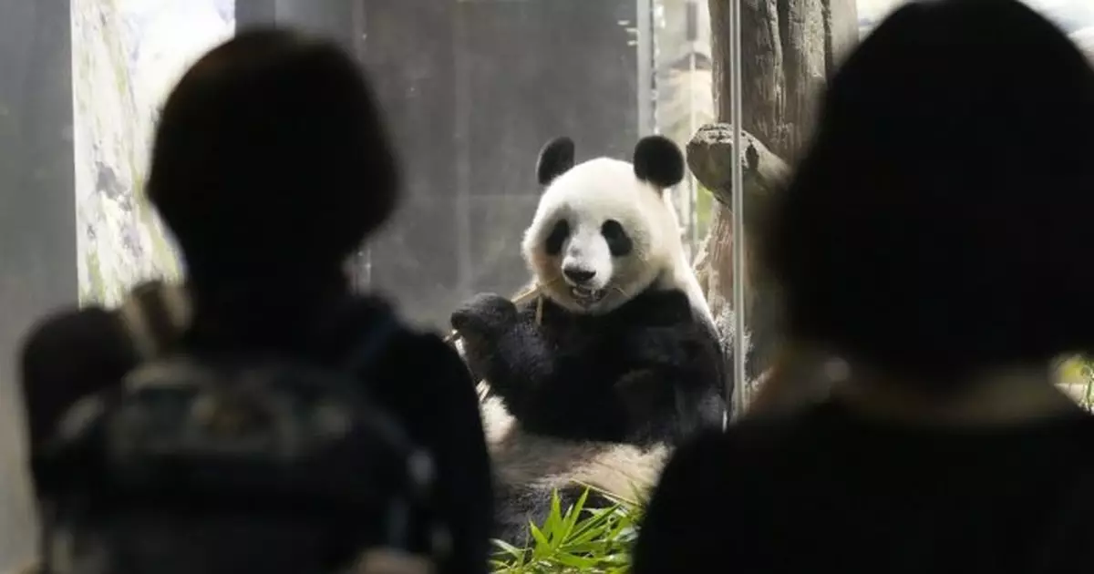 東京上野動物園大熊貓「力力」「真真」啟程返回中國