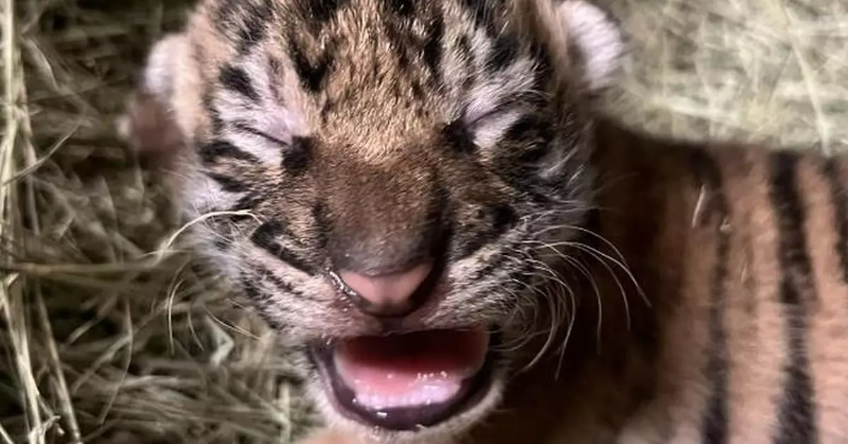 美動物園迎蘇門答臘虎BB誕生 瀕危不足600隻野外生存