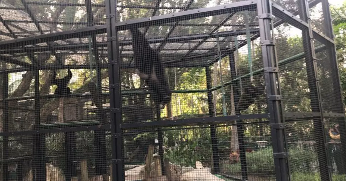 康文署：動植物公園未有新增動物死亡個案 9猴屍體送往化驗正等待結果