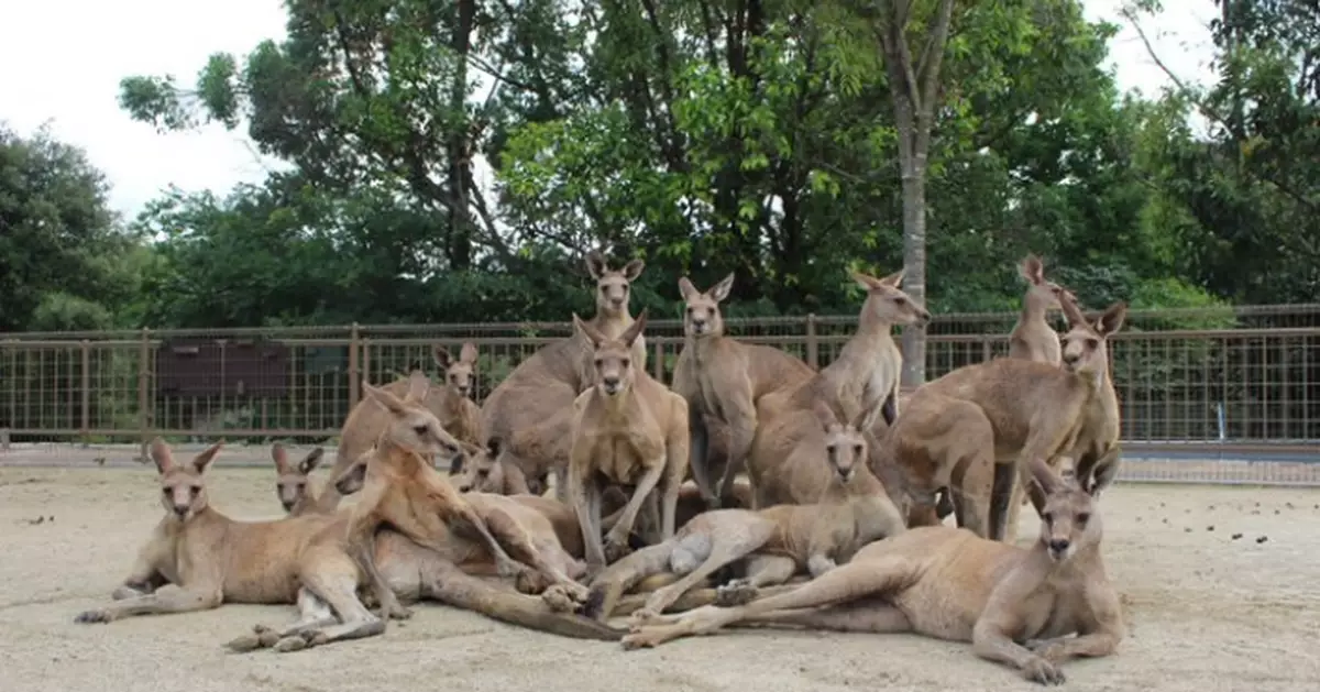 AKB48袋鼠！日動物園袋鼠影大合照自行排位擺甫士 勁似偶像團體