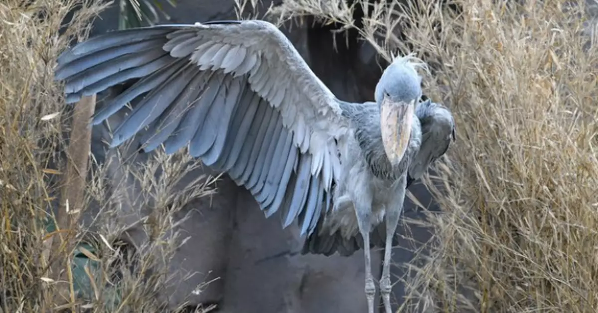 鳥類甫士大賽！日動物園鯨頭鸛低頭鞠躬展開巨大右翅似「紳士」！