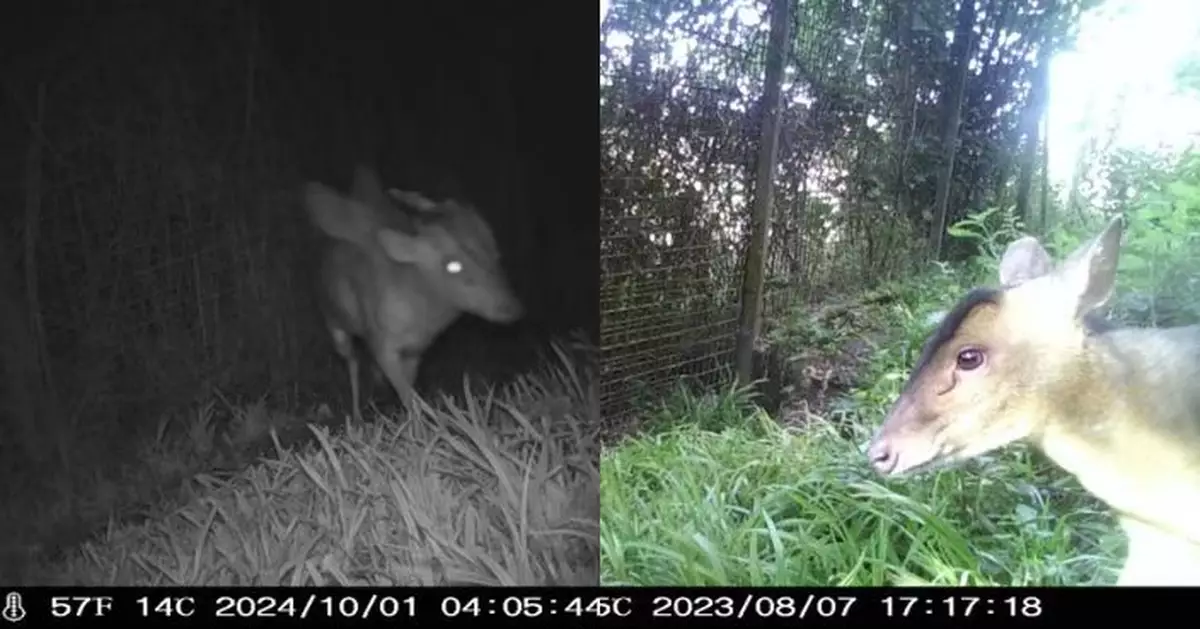 似鹿又似牛疑長翅膀 英動物園捕捉「詭異生物」影像無法辨認品種