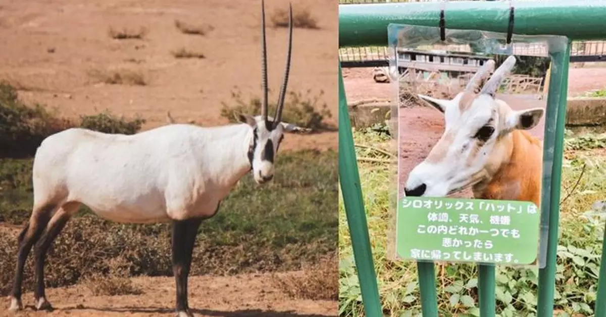 日動物園劍羚「身體天氣唔好 心情唔靚」即休息 引社畜羨慕不已