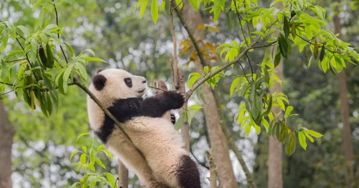 熊貓保育｜團體冀大熊貓熱潮除促經濟　亦有更多人支持動物保育