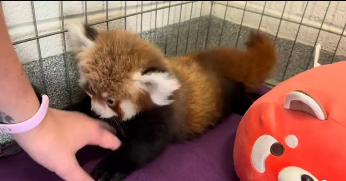 大玩互動遊戲練平衡 美動物園4月大小熊貓用力撲飼養員手掌勁得意