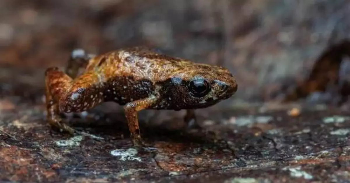 全球第二小脊椎動物！巴西雨林現新種蛙  體長僅7毫米