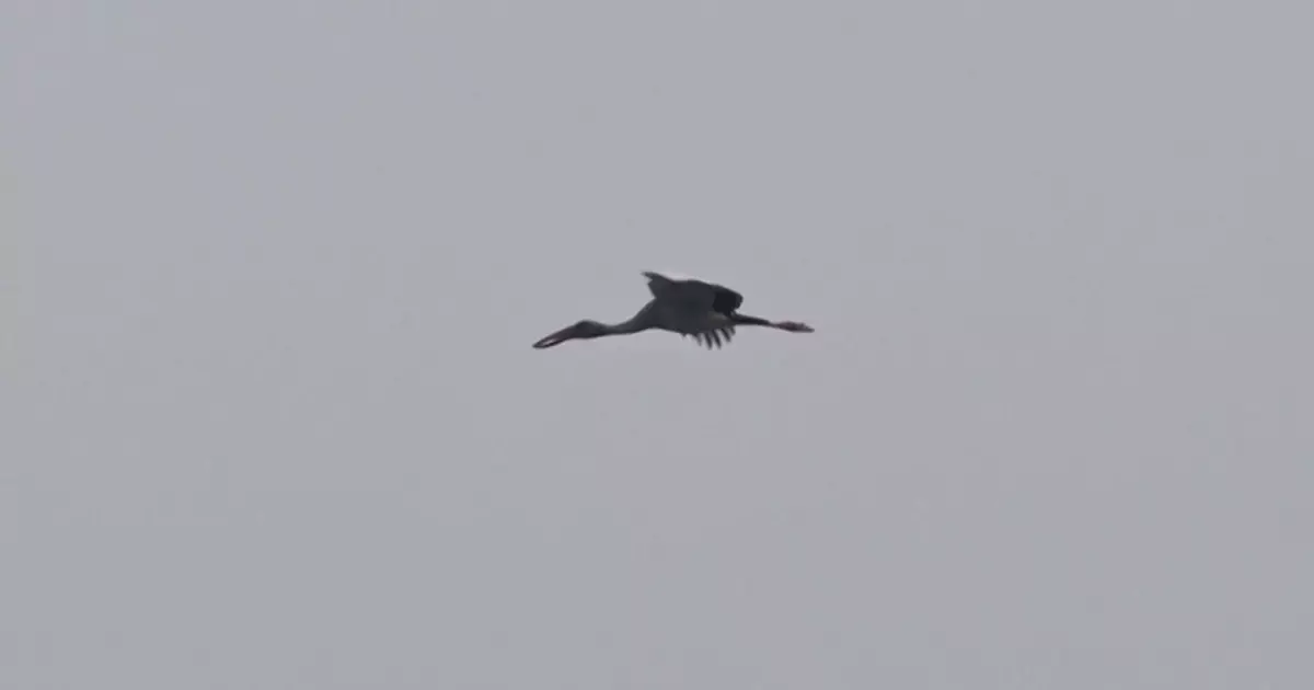 澳洲首次發現H5N1禽流感 意味病毒已蔓延全球各大洲