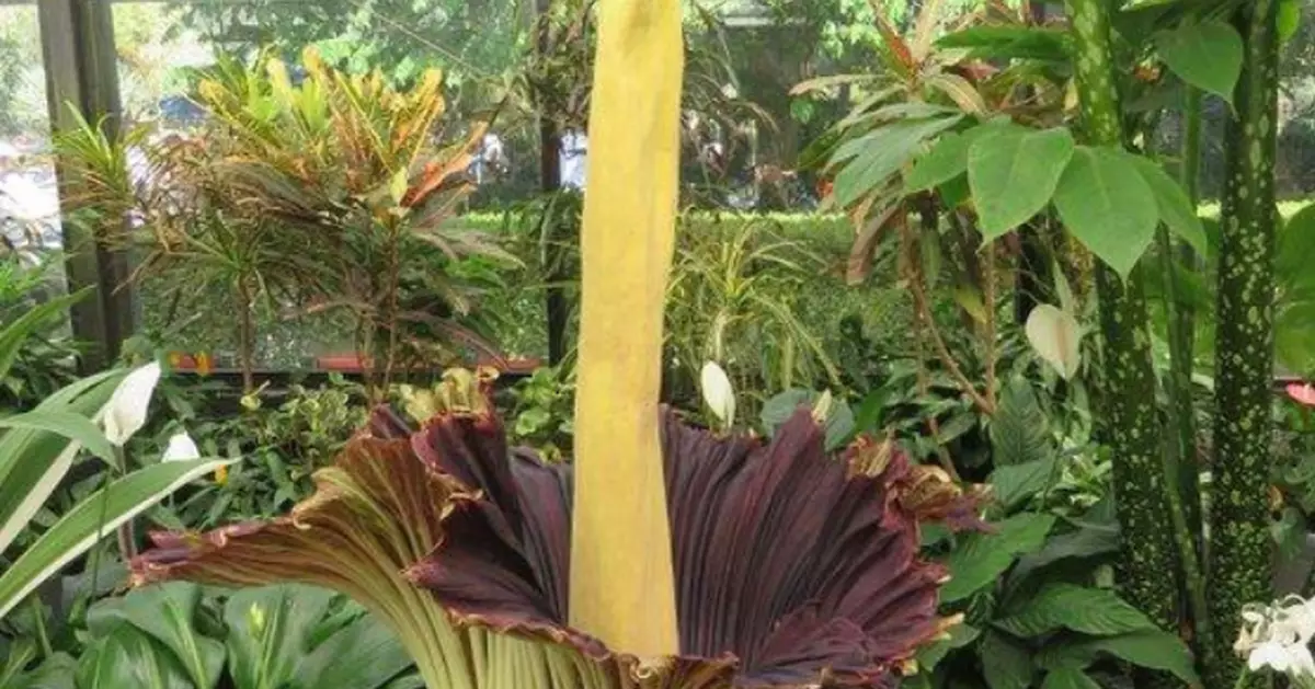 每次開花僅1至2日！墨爾本盛開稀有「屍花」腐臭味四溢民眾排隊搶聞