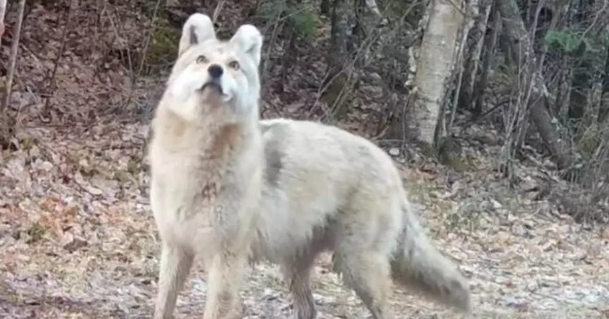 明尼蘇達州森林驚現神秘犬科動物 身披淺米黃及灰色毛皮令專家百思不解