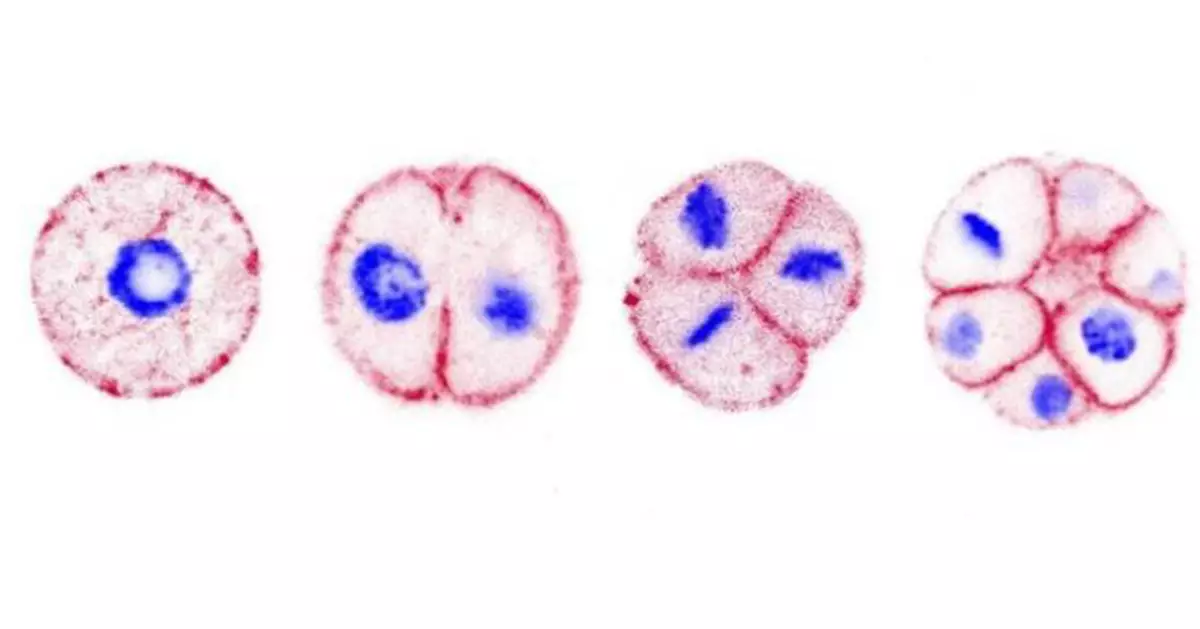 先有雞還是先有蛋？科學家找到「造蛋」關鍵基因  時間或早於動物進化歷程