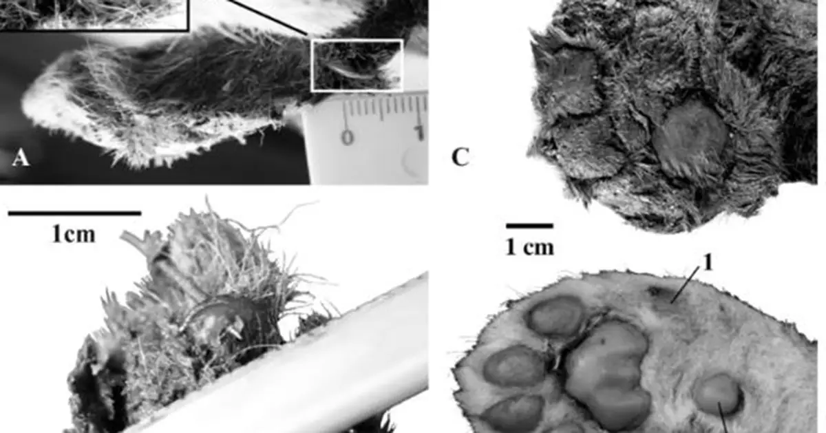 西伯利亞現3.5萬年「劍齒虎幼崽」木乃伊！皮膚毛髮前肢肉球保存完好