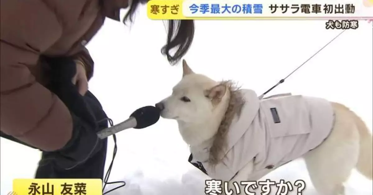 白柴犬外出玩雪被訪問！北海道記者問「你冷嗎？」 無厘頭採訪引逾1億人圍觀