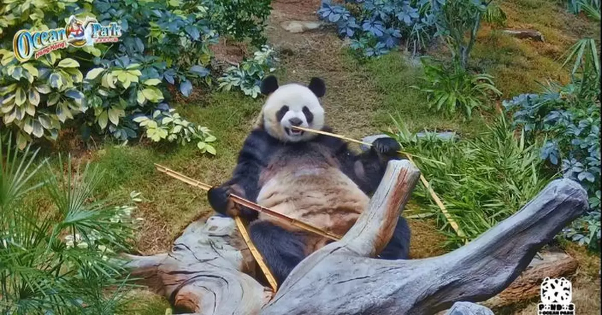 海洋公園：會密切觀察安安可可是否踏入發情期 預期龍鳳胎BB農曆年前後亮相