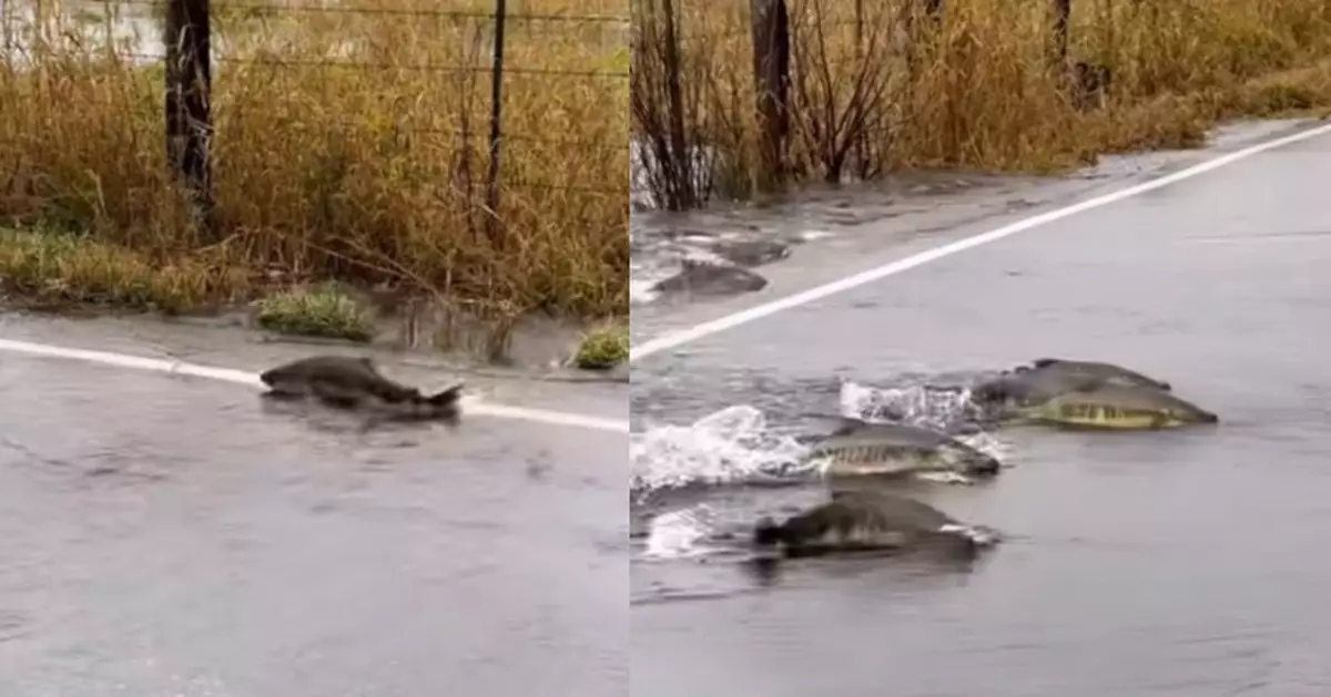 溪水暴漲街道水浸 華盛頓民眾目擊三文魚扭動身體「過馬路」超驚奇