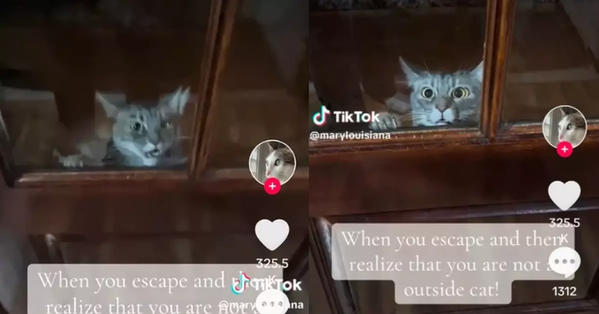 偷偷外出玩耍 虎斑貓回家發現被鎖屋外「喵喵叫」哀飼主開門可憐又好笑