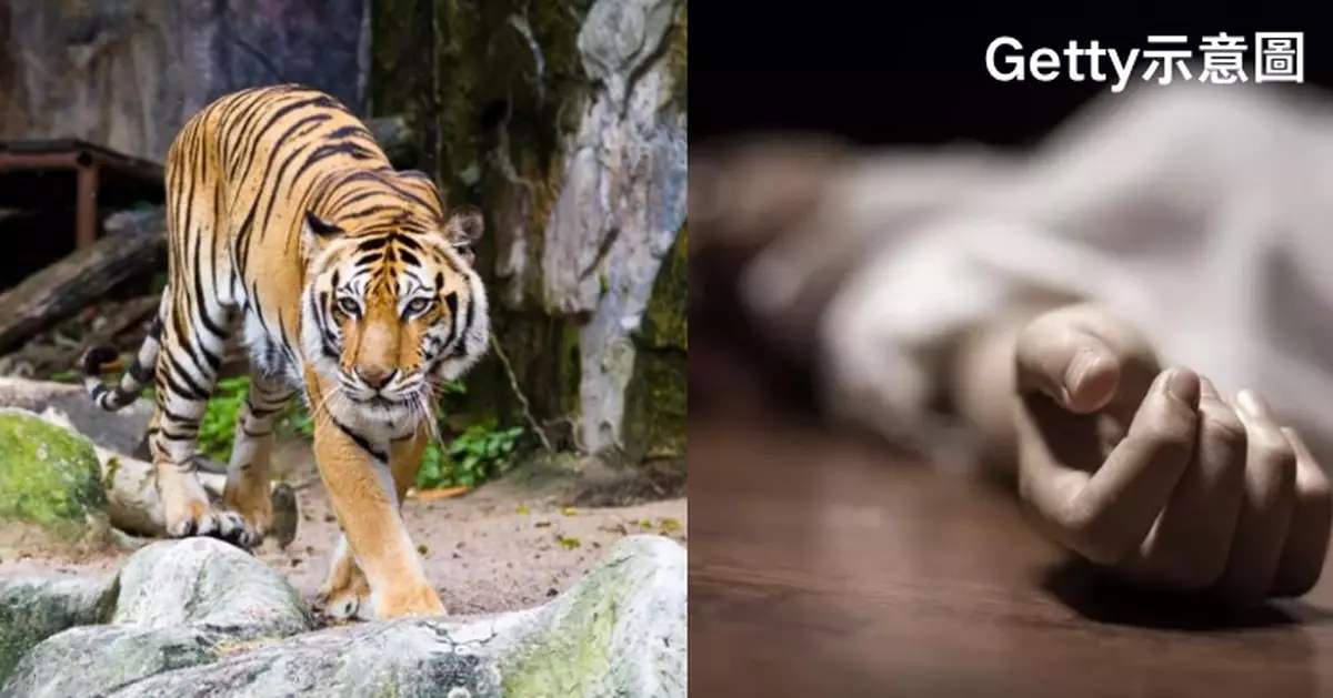 餵食老虎忘關安全門！羅馬尼亞動物園飼養員遭猛虎狠咬當場喪命