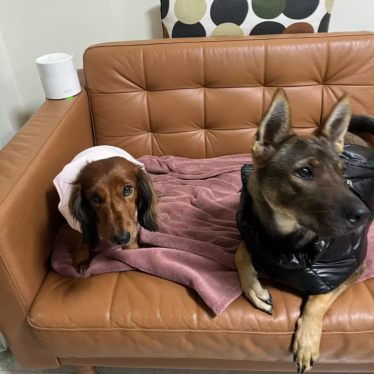 謝嘉怡貼出兩隻愛犬的照片。
