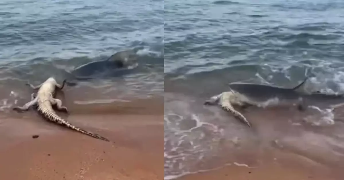 鱷魚疑死亡仰躺澳洲海灘上 遭鯊魚游上岸啃食並拖入水中 震撼畫面曝光