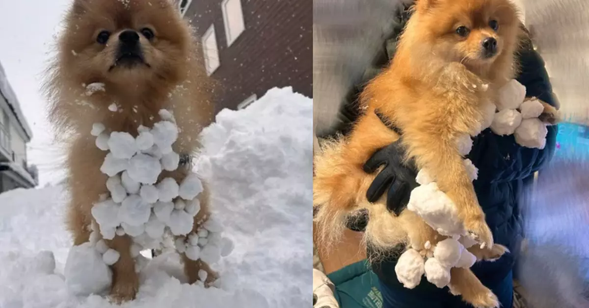 雪地狂奔盡情打滾 博美犬身粘滿雪球如掛「白色大湯圓」萌翻飼主