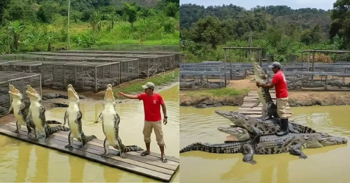 大馬招鱷魚教練廣告瘋傳！月賺僅4300蚊 網民質疑：前教練係走佬定係「被食咗」