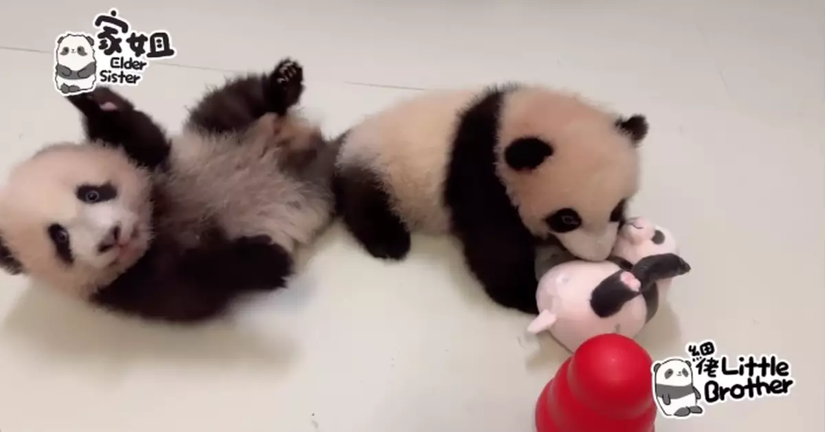 大熊貓兩姊弟地墊上努力學爬  牙痕「細佬」狂咬「家姐」小小蜜桃臀