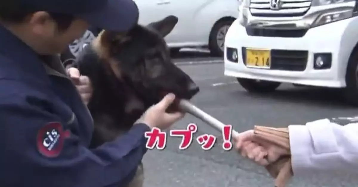 救人獲獎接受媒體訪問 日2歲英雄警犬「搶咪」回應爆紅全網