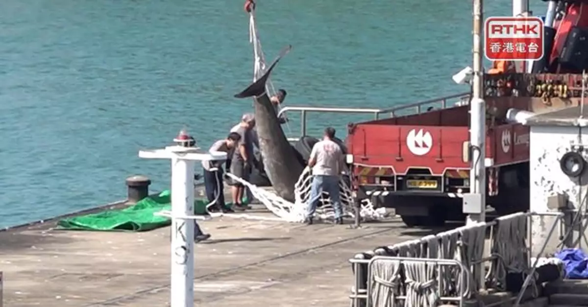 署方稱擱淺鯨魚消化系統有帆布袋或致進食困難　解剖報告需時數月