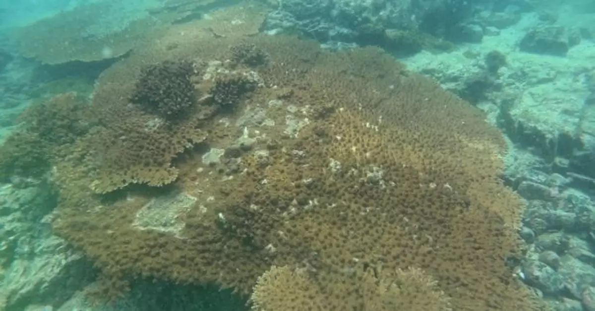 本港珊瑚夏天曾受白化影響　上月海水溫度下降後恢復健康