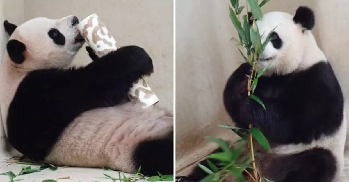 海洋公園去年整體收入及人流增加　龐建貽：正朝著賺錢方向進發