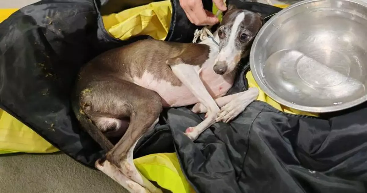 荃灣有迷途小狗馬路驚險徘徊  警及時救起人狗團圓