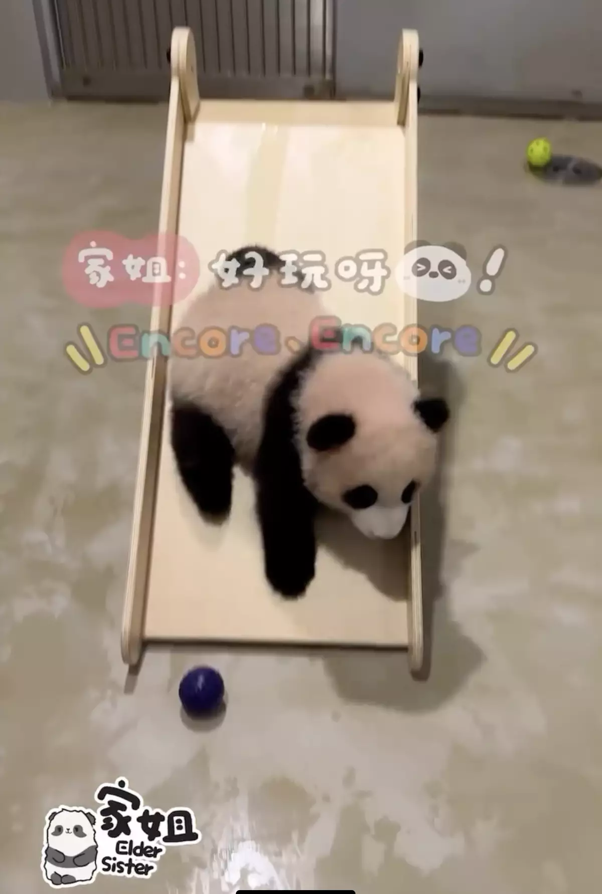家姐都玩得好開心。海洋公園大熊貓專頁