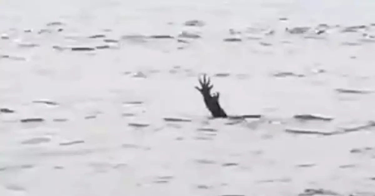 新型騙案！網傳印尼鱷魚水中伸爪「扮人類溺水」 引人救援伺機捕獵