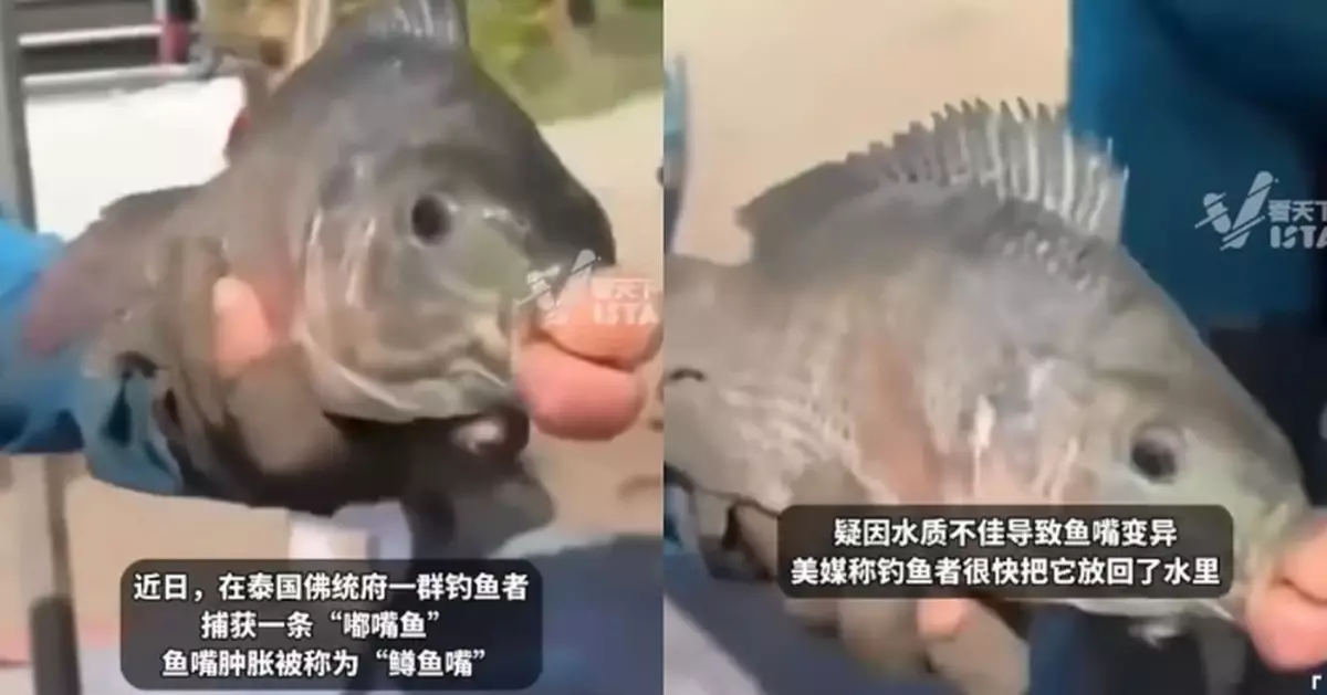 釣到詭異「孖腸嘴」魚 泰釣魚佬疑水質污染致變異急放生