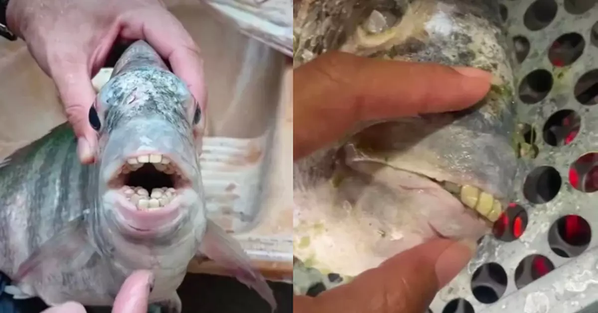 巴西婦市場買到詭異「人牙魚」 長排列緊密白牙 真身係……