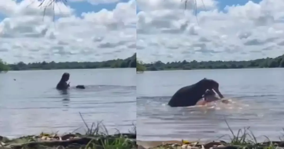 有片！湖中游泳遭水豚襲擊 哥倫比亞女「被撲咬壓到水下」驚險過程曝光