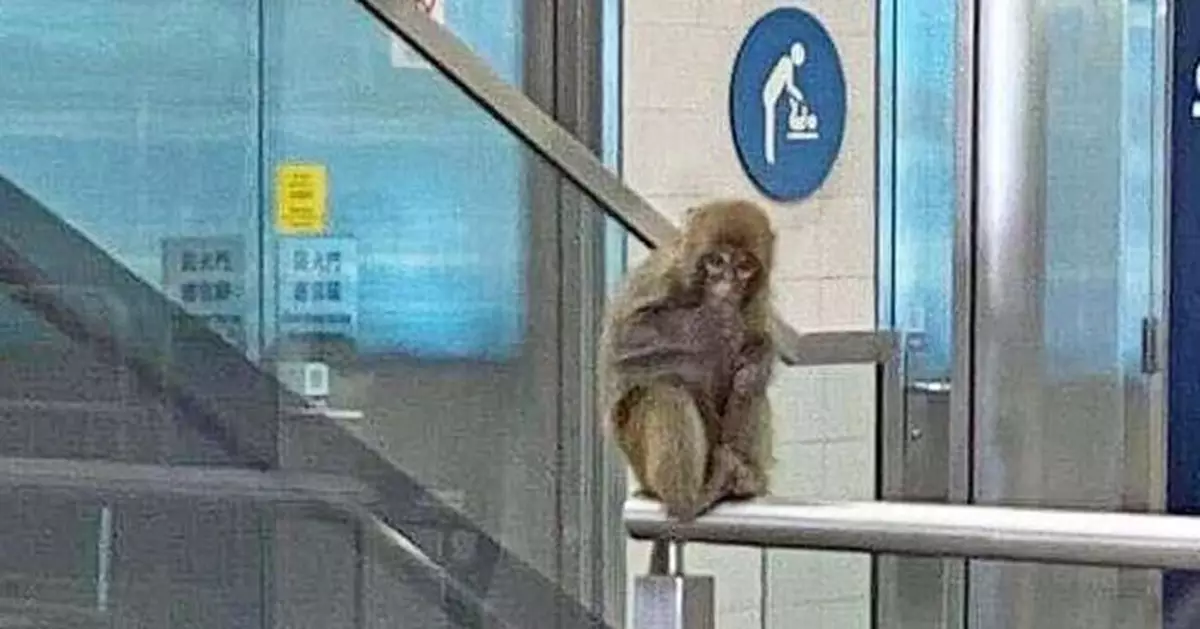 馬騮仔嚴冬下闖港鐵顯徑站避寒 網笑：或成馬騮站長吸引遊客來港