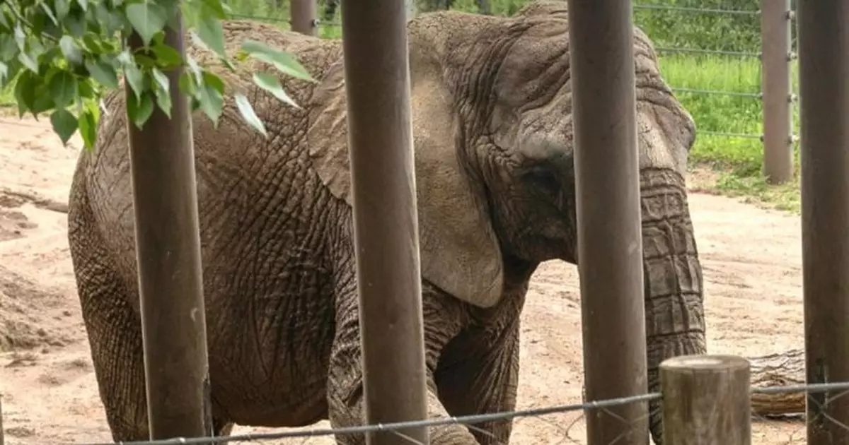 美國關注團體入稟要求釋放動物園大象 惟法院指人身保護令只適用於人類駁回申請