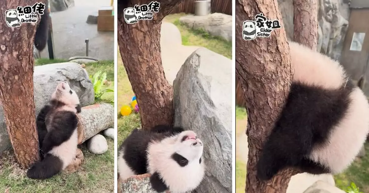 熊貓龍鳳胎斷電萌睡 家姐掛樹杈 細佬口擘擘頭岳岳