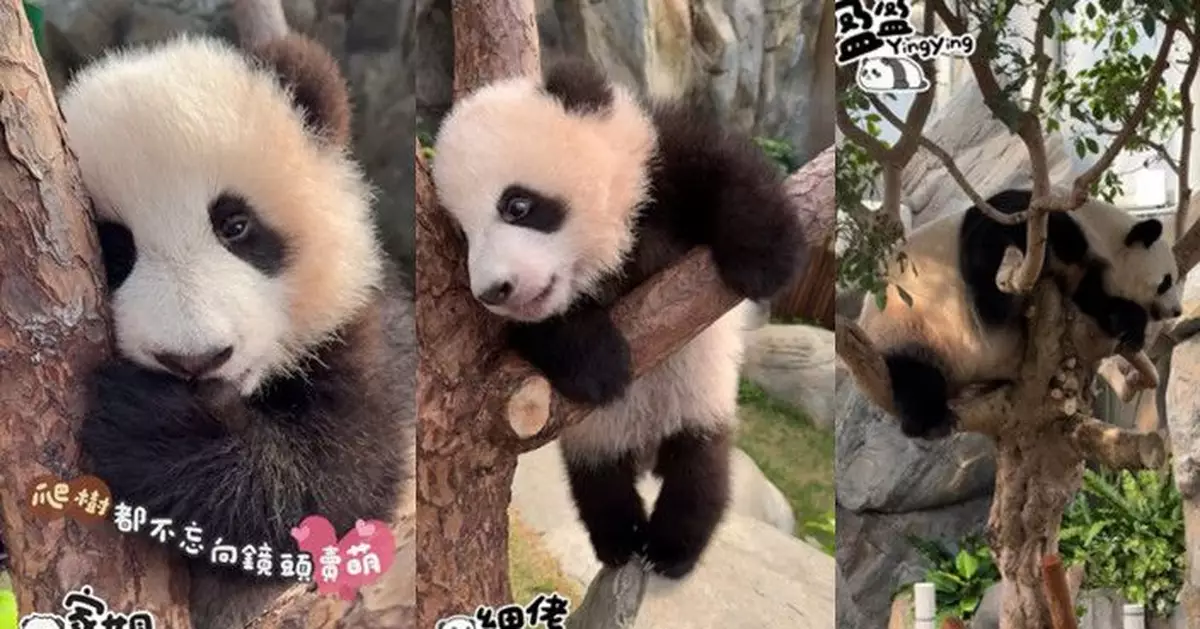 大熊貓家姐爬樹咬手指擺Pose賣萌 細佬四肢並用盡展「力的表現」網暈：可以出道了！