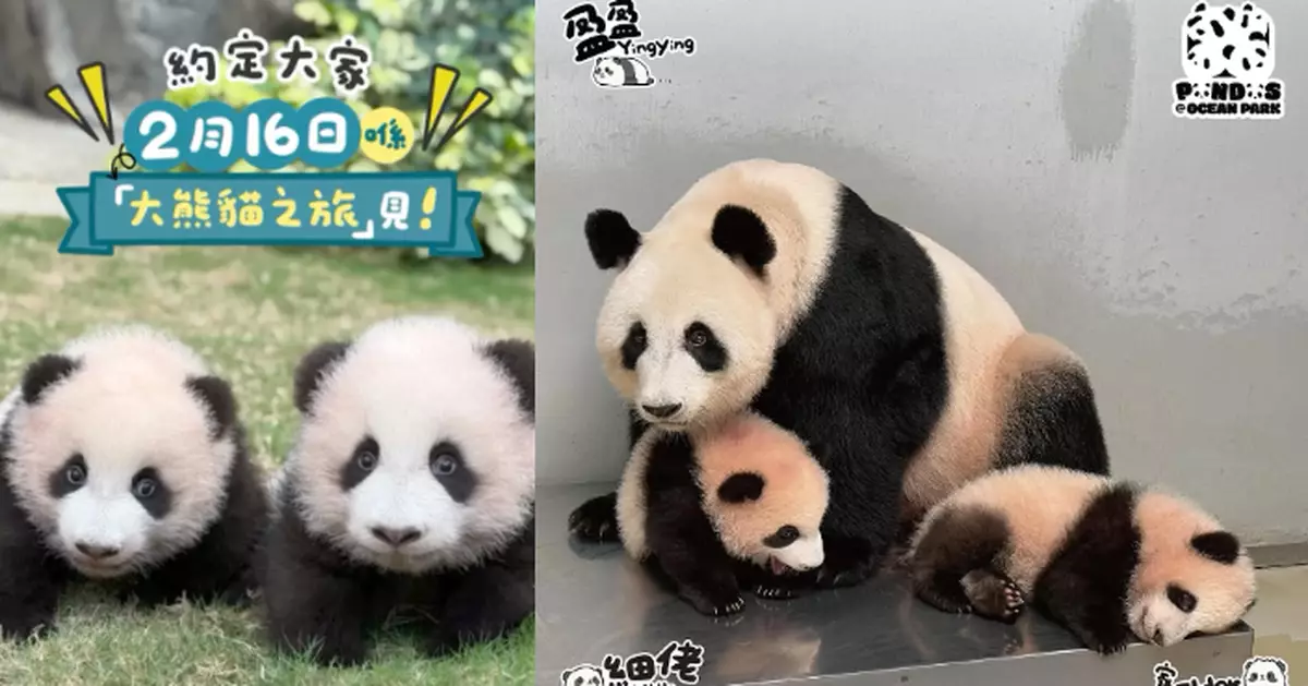 熊貓界天花板組合「家姐細佬」亮相在即  網友爆笑準備開工利是等見「香港最佳男女主角」